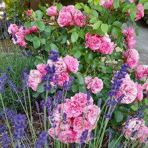 Bledo roza - Nostalgična vrtnica